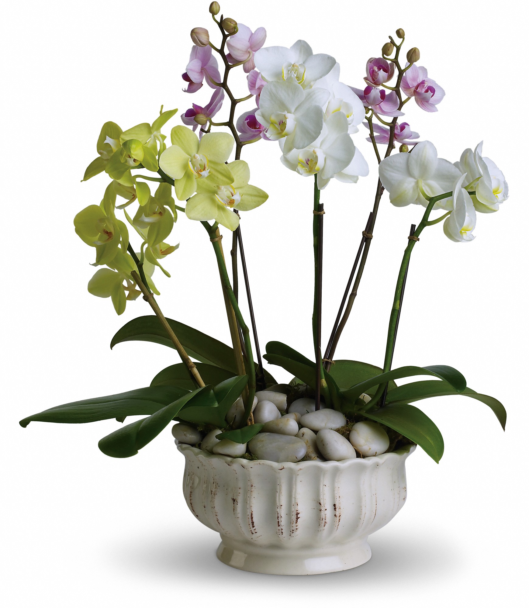 Орхидея в непрозрачном горшке. Фаленопсис микс. Орхидея фаленопсис. Фаленопсис Green Pixie. Камелионе Орхидс.